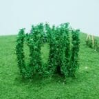 Tasma Hops (32)