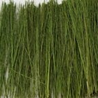 Tasma Field Grass Light Green