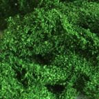 Tasma Foliage Cluster Medium Green