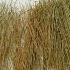 Tasma Field Grass Natural Brown