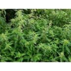 Tasma Nettles