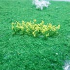 Tasma Oilseed Rape (32)