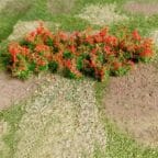 Tasma Red Poppies (30)