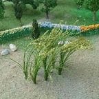 Tasma 01010 (32) Green Wheat